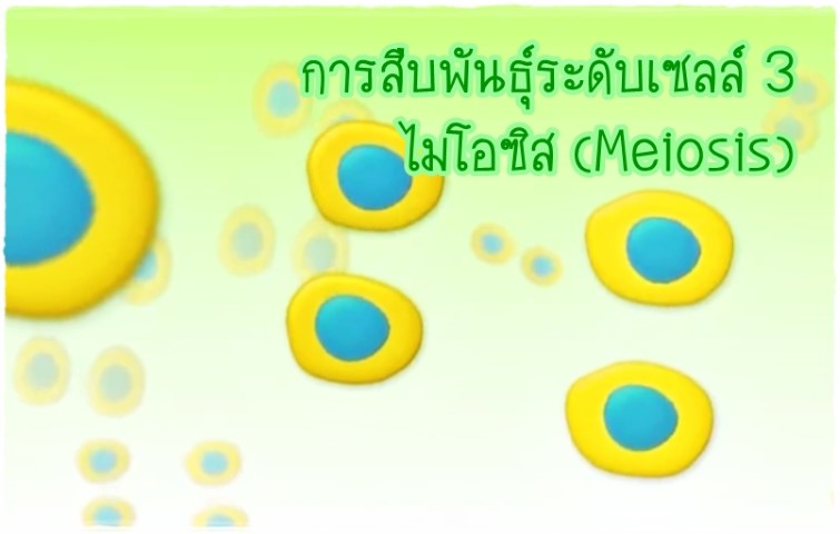 วิชาชีววิทยา - การสืบพันธุ์ระดับเซลล์ 3: ไมโอซิส